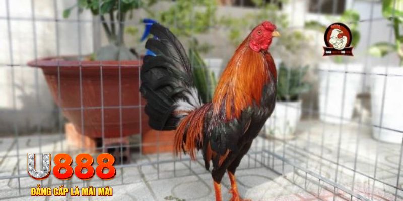 kuwin1 casino máy tính